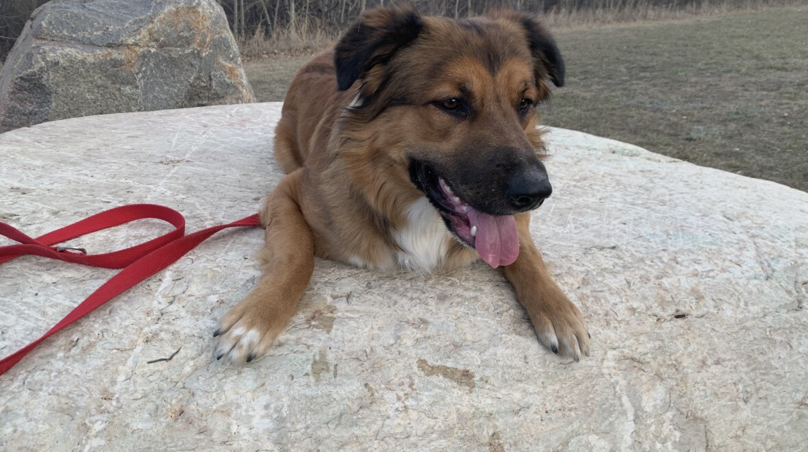 Whiskey! O Cachorro